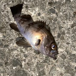 釣れたら楽しいね